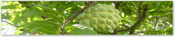 Annona Kindertagespflege